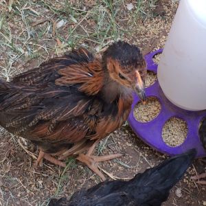 7 wk and 1 day old (BSLs). Day three in the new coop and run.