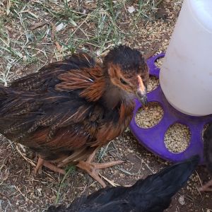 7 wk and 1 day old (BSLs). Day three in the new coop and run. Oops Duplicate