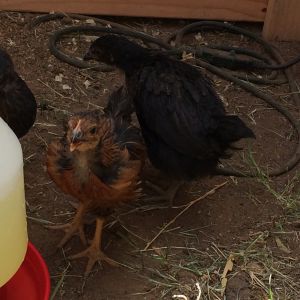 7 wk and 1 day old (BSLs). Day three in the new coop and run

Don't mind the wire, doing some work in there it will be out shortly..