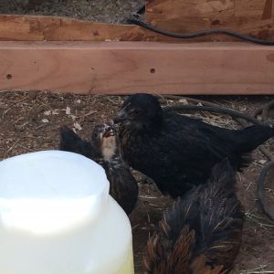 7 wk and 1 day old (BSL). Day three in the new coop and run. Enjoying their fresh Ice water.

Don't mind the wire, doing some work in there it will be out shortly.