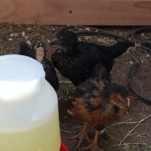 7 wk and 1 day old (BSL). Day three in the new coop and run. Enjoying their fresh ice water. They have been in their new coop and run since Friday night (03/21/2014) and they seem to love it. Sunday was their official 7week b-day, so they are now 7wk 1dy :-) 

Don't mind the wire, doing some work in there it will be out shortly.
