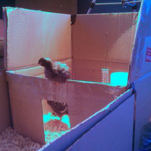 Chickaletta perching