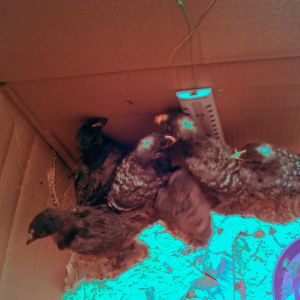 All my girls. 3 Black Sex Links and 3 Barred Rocks. My daughter helped name a couple. 
If all make it we have Polly, Chickaletta, Fancy, Teardrop, Pocahontas(my daughter named her) and Brownie