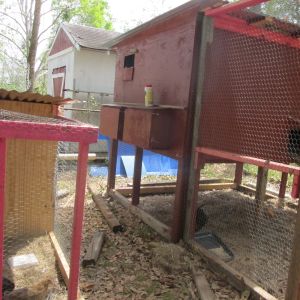 Laying Hen Coop-Boxes are accessed outside the yard and coop. So much better than the last house.
Side Shot