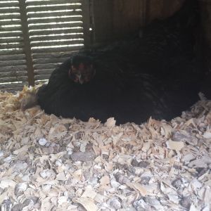 Black EE hen went broody sitting on a clutch of eggs