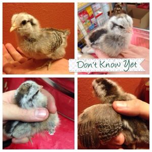 So someone mentioned this could be an Easter Egger and then someone else mentioned an Old English Game Bird either way it is a bantam.

Feel free to comment if you know what this one is.