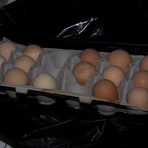 Guinea eggs