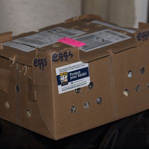 Shipping carton from Country Hatchery