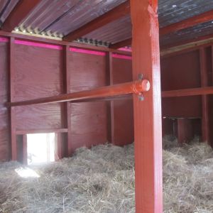Inside of coop for laying hens
