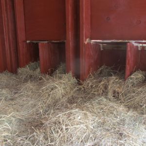 Nesting boxes inside coop for laying hens