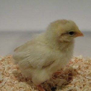 Amber White @ 1 week