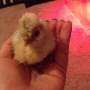 Newly hatched polish baby!