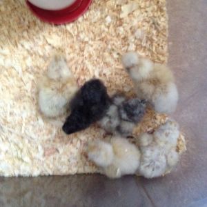 First Successful hatch!!