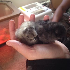 2 new baby silkies!
