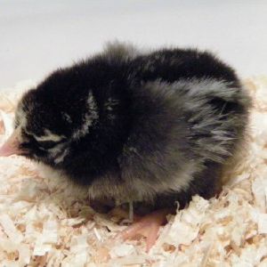 Darker Silver Laced Wyandotte