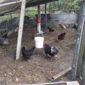 Black Austrolorp hen and my my Blue wyandotte rooster