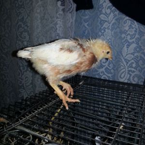 any guess what breed I may be...
Chick #1