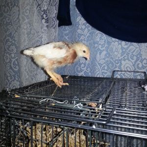 chick #1