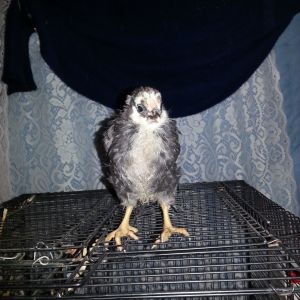 chick#2