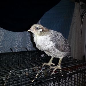 chick#3