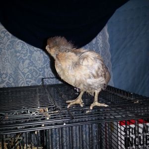 chick #4