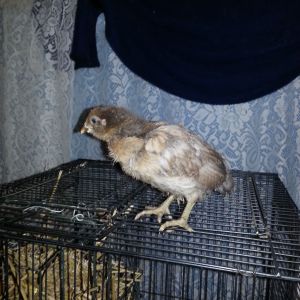 chick#4