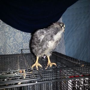 chick #3