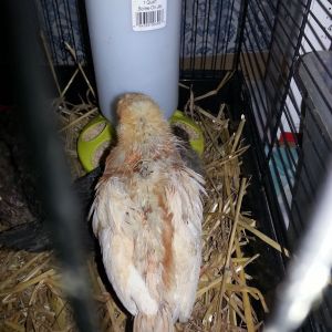 chick #1