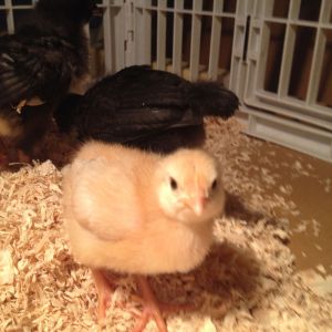 These were my first chicks, The Gold Sex Link was such a sweetheart but I made a stupid rookie mistake and my dachshund got her at 4 weeks.