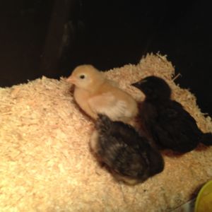 My first flock, a Gold Sex link, Black Sex Link and a Barred Rock at about 2-3 weeks