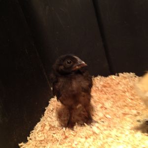 Sasha, I think she's going to be the queen hen...Black Sex Link about 3 weeks old