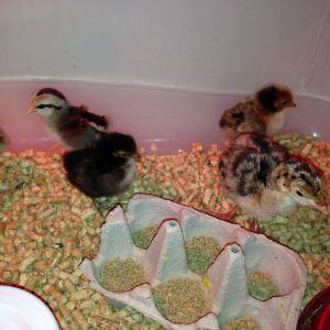 Narragansett poults and bantam chicks at 4 days