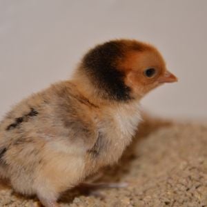 Sebright chick at 4 days