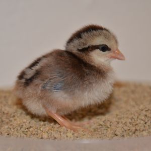 Welsummer chick at 4 days