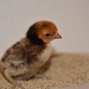 Sebright chick at 4 days