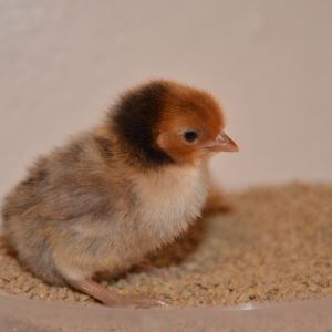 Sebright chick at 4 days