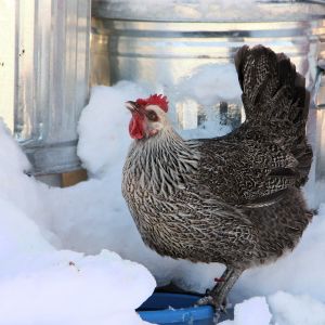 Iowa Blue Pullet in the winter
