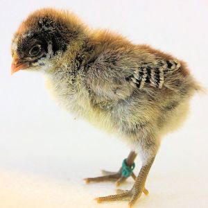 Silver Chick 1 week old