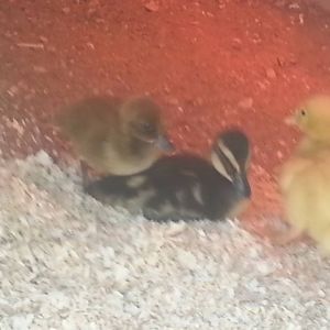 *
new ducklings. from left to right is meatball, plucky and ducky momo