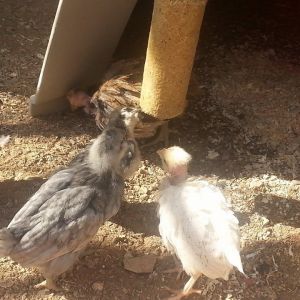 *
my ameraucana and ameraucana/turken babies