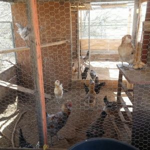 *
the coop's bedroom including perches and nesting areas