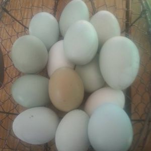 *
our egg varieties