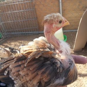 *
this is miss fancy pants