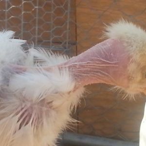 *
my white turken/ameraucana