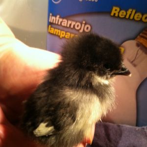 bantam chick 1
