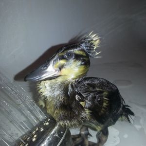 Bob Ross looking pathetically happy in her first bath.