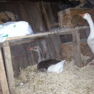 Bonnie was "caught" sitting on eggs one night when I closed the coop. I waiting until she went back, swung the door open and took a pic blindly. pretty good for not being able to see at ALL.