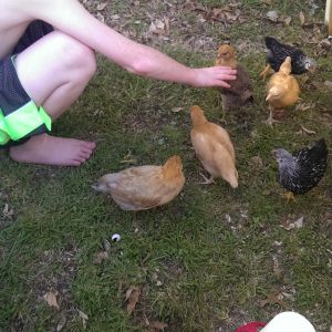 Jack loves the chickens!