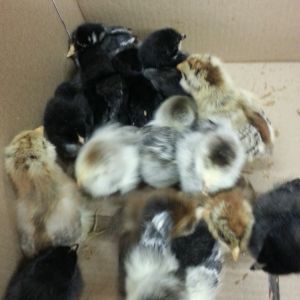 3 day old baby chicks. Top left:Silver laced Wyandotte; Top right: Auracana (easter egger); Center:(white ones) Welsummer; Bottom left: Black sex-link