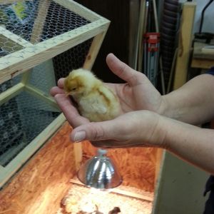 We added 8 more baby chicks the next day- this one is an ISA brown
